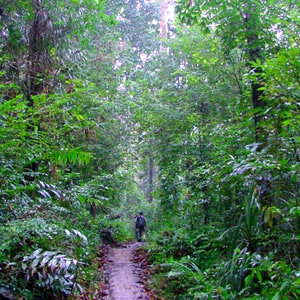 Sinharaja Rain Forest