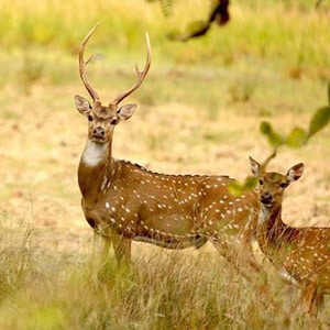 Wilpattu National Park