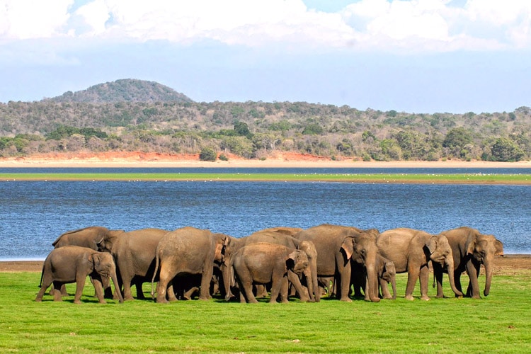 sri-lanka-christi-tours-15n-16d-tour-minneriya-national-park