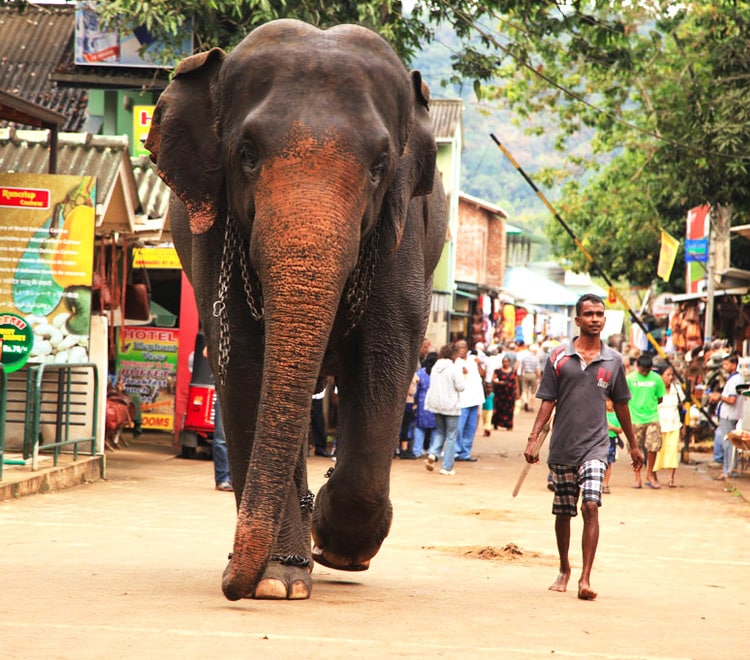 sri-lanka christi tours 4n 5d tour feature