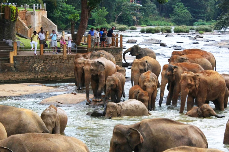 sri-lanka-christi-tours-4n-5d-tour-pinnawala