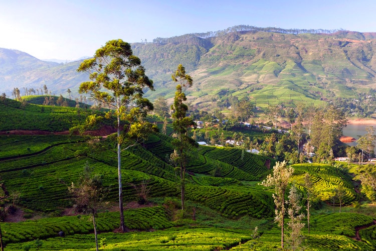 sri-lanka-christi-tours-6n-7d-a-tour-nuwara-eliya