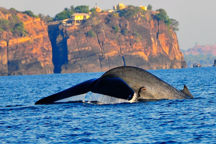 ri-lanka-christi-tours-6n-7d-b-tour-whale-watching