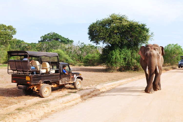 sri-lanka-christi-tours-6n-7d-b-tour-yala-national-park