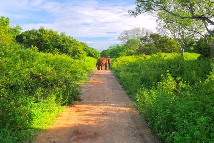 sri-lanka-christi-tours-7n-8d-tour-udawalawe