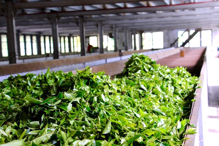 sri-lanka-christi-tours-8n-9d-tour-tea-factory