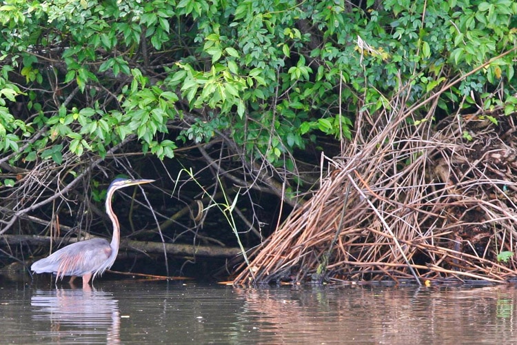 sri-lanka-christi-tours-sri-lanka-day-tours-negombo-Muthurajawela-Wetland